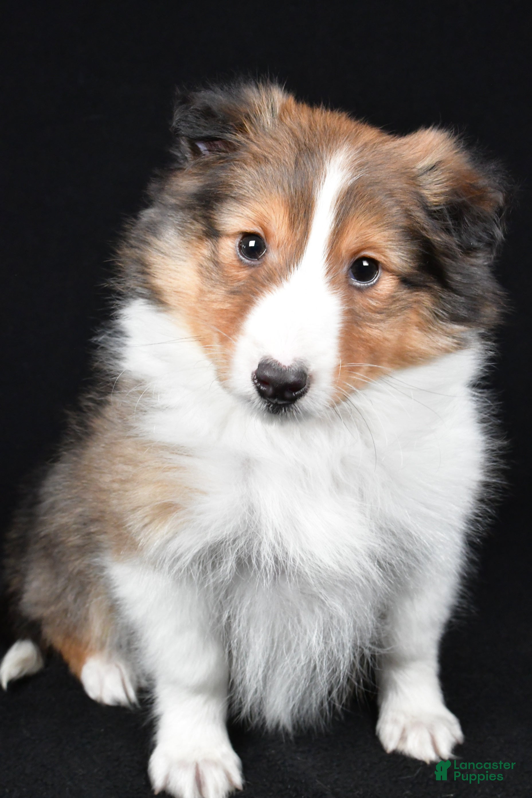 Shetland Sheepdog dogs Maggie - Ad 2