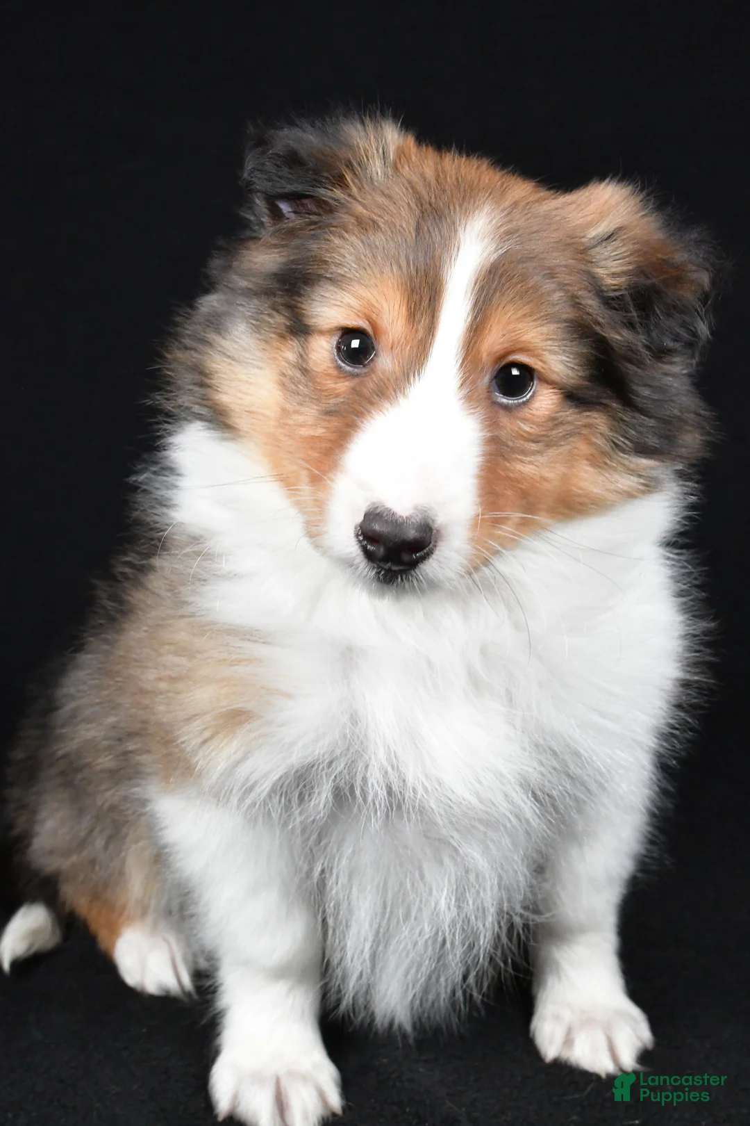 Shetland Sheepdog dogs for sale: Maggie - Ad 1