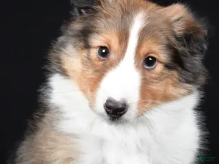 Shetland Sheepdog dogs Maggie - Ad 2