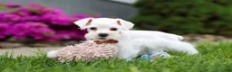 Miniature Schnauzer dogs for sale: Wilbur - Ad 7