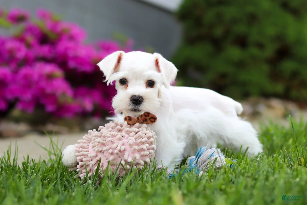 Miniature Schnauzer dogs for sale: Wilbur - Ad 7