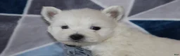 West Highland Terrier dogs for sale: Patrick - Ad 2