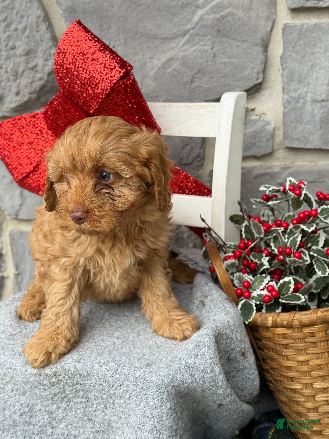 Cavapoo dogs for sale: Angelina - Ad 3