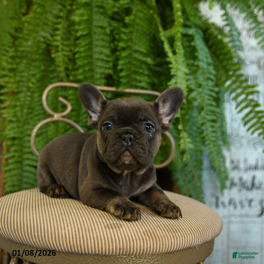 French Bulldog dogs for sale: Trixie - Ad 3