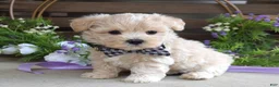 Maltipoo dogs for sale: Leo - Ad 7