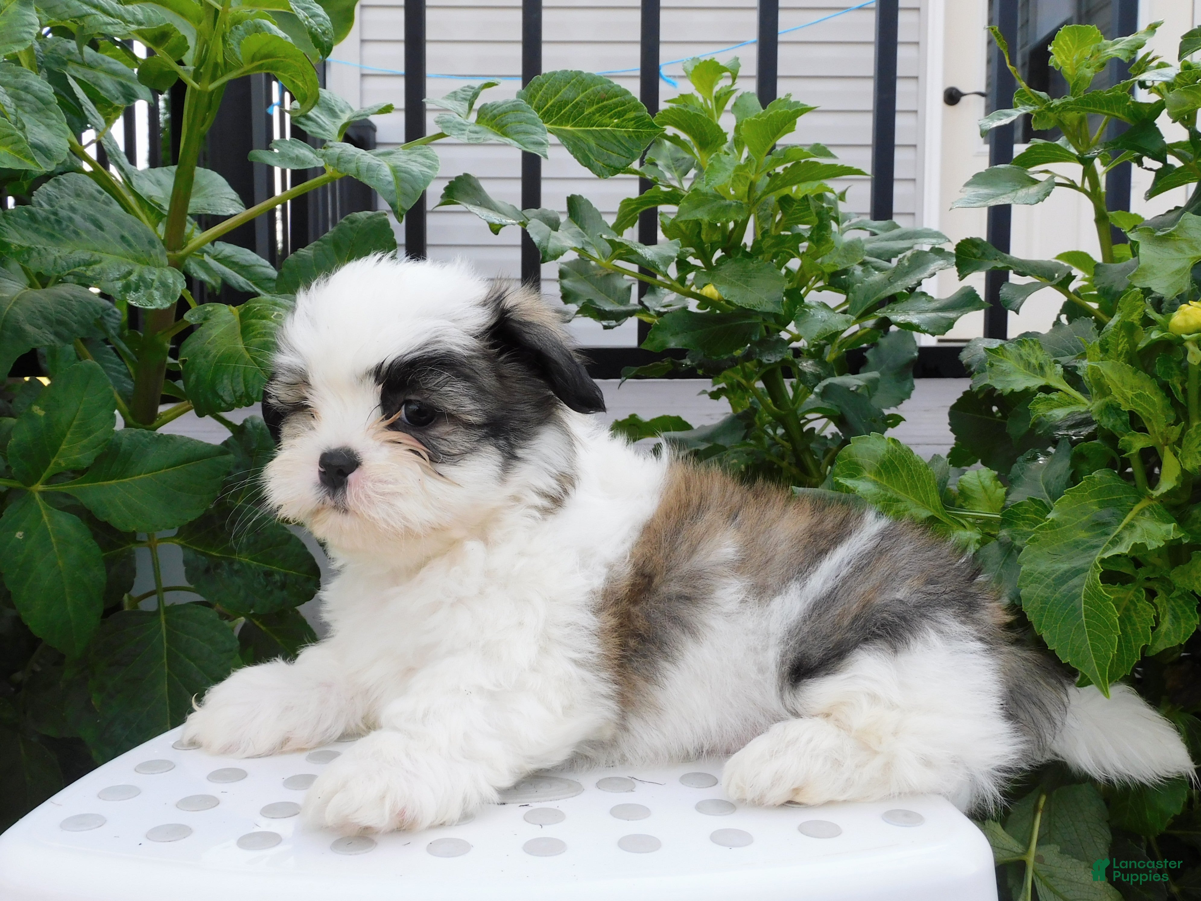 Teddy Bear dogs Peter  - Ad 2