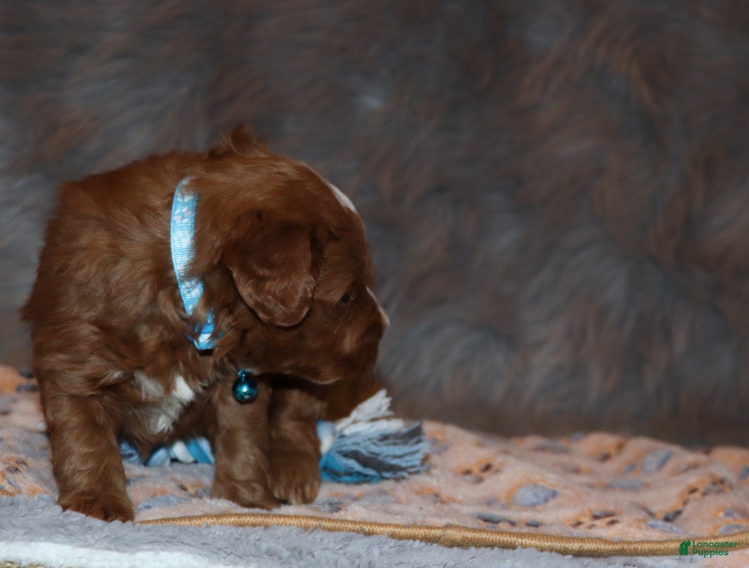 Mini Goldendoodle dogs for sale: Waylon 💙👨‍👨‍👧‍👦💞🐕 - Ad 5