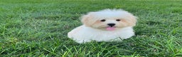 Lhasa Apso dogs for sale: Beau - Ad 10