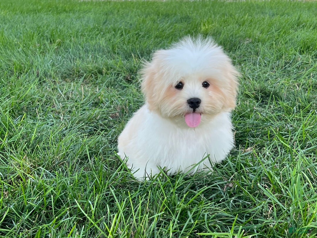 Lhasa Apso dogs for sale: Beau - Ad 10