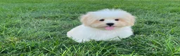 Lhasa Apso dogs for sale: Beau - Ad 3