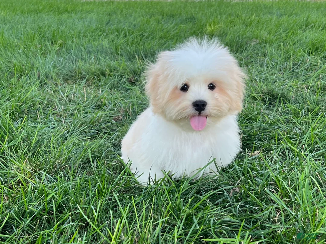Lhasa Apso dogs for sale: Beau - Ad 3