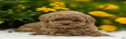 Toy Poodle dogs for sale: Natalie - Ad 4