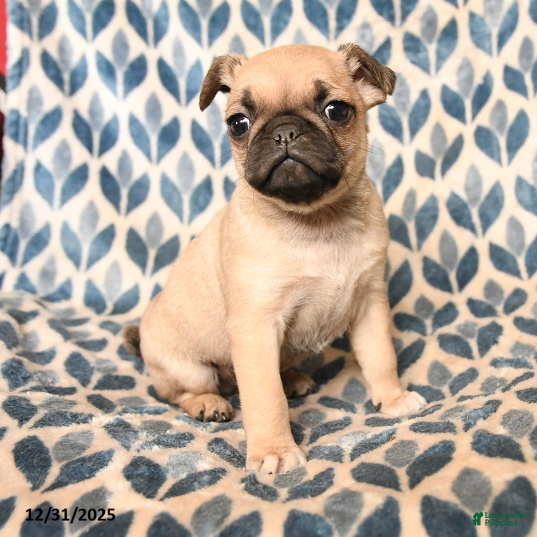 Pug dogs for sale: Cabo - Ad 2
