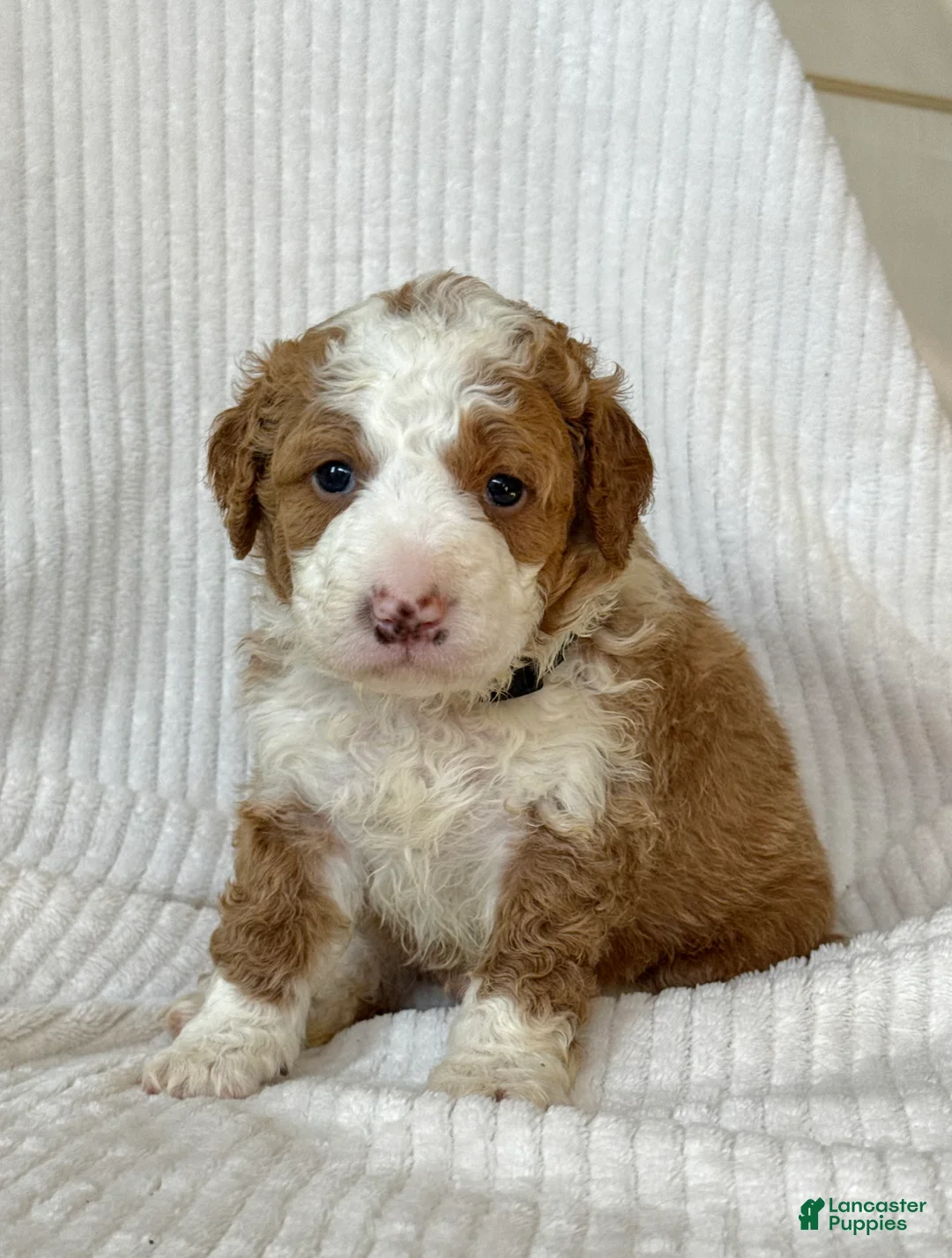 Mini Bernedoodle dogs for sale: Teddy - Ad 1