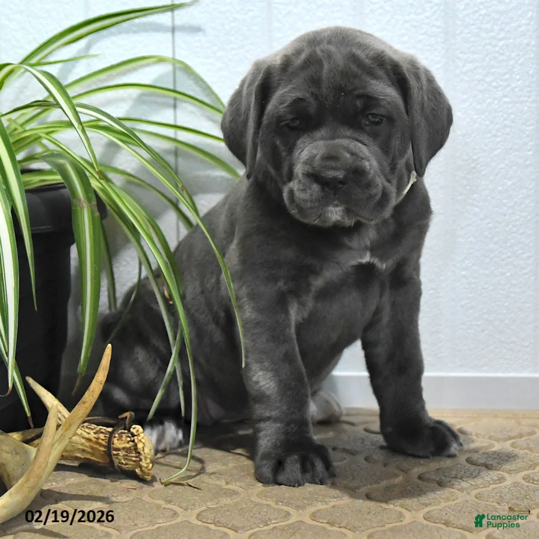 Cane Corso dogs for sale: Gina - Ad 4