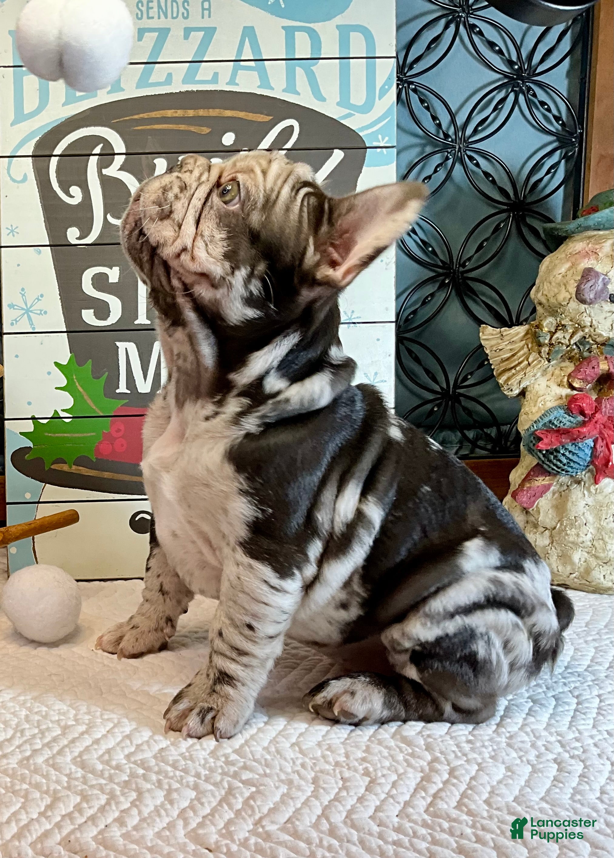 French Bulldog dogs Arrow - Ad 18