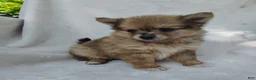 Pomchi dogs for sale: Kit kat - Ad 3
