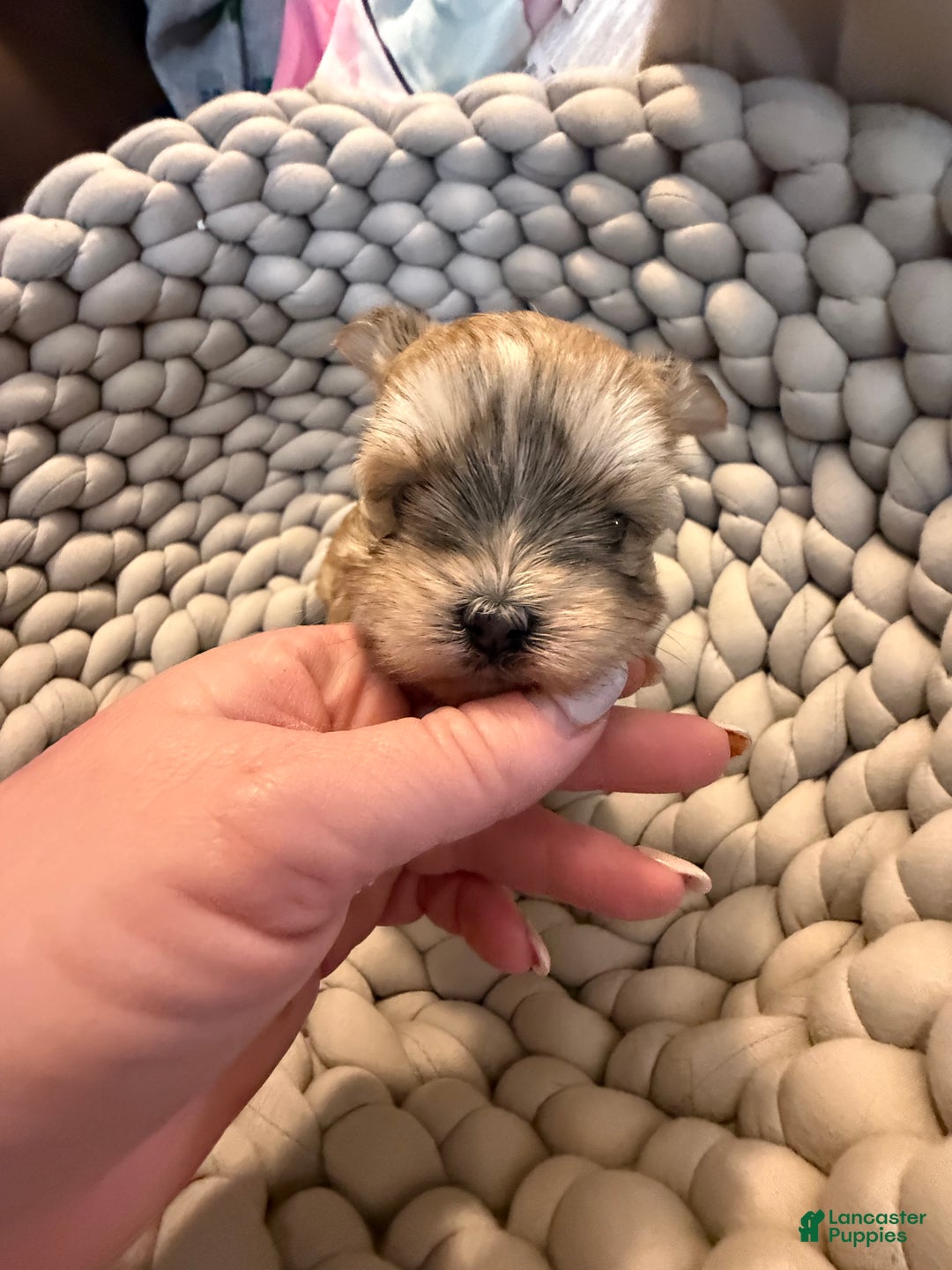 Morkie dogs for sale: TEACUP JOY  - Ad 4