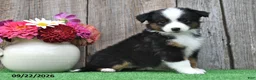 Miniature Australian Shepherd dogs for sale: Raine - Ad 4