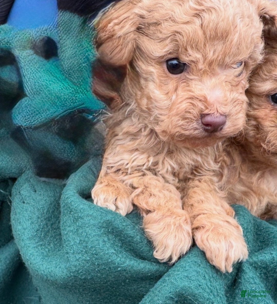 Toy Poodle dogs for sale: Cory - Ad 2
