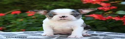 Boston Terrier dogs for sale: Yani - Ad 1