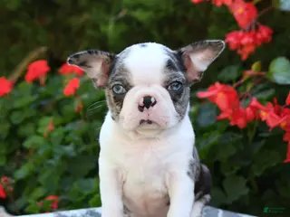 Boston Terrier dogs Yani - Ad 1