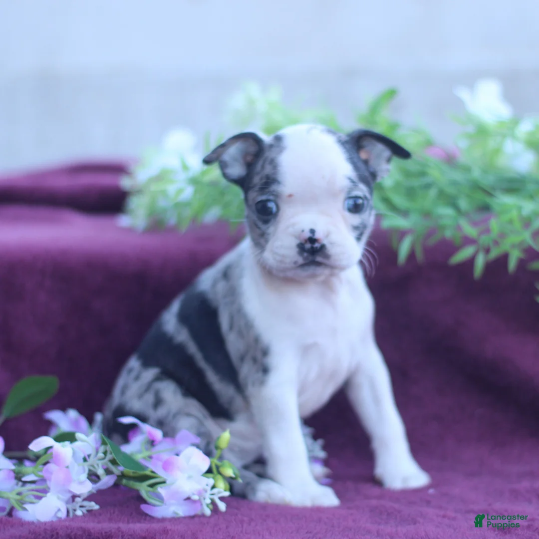 Boston Terrier dogs for sale: Mavis  - Ad 1