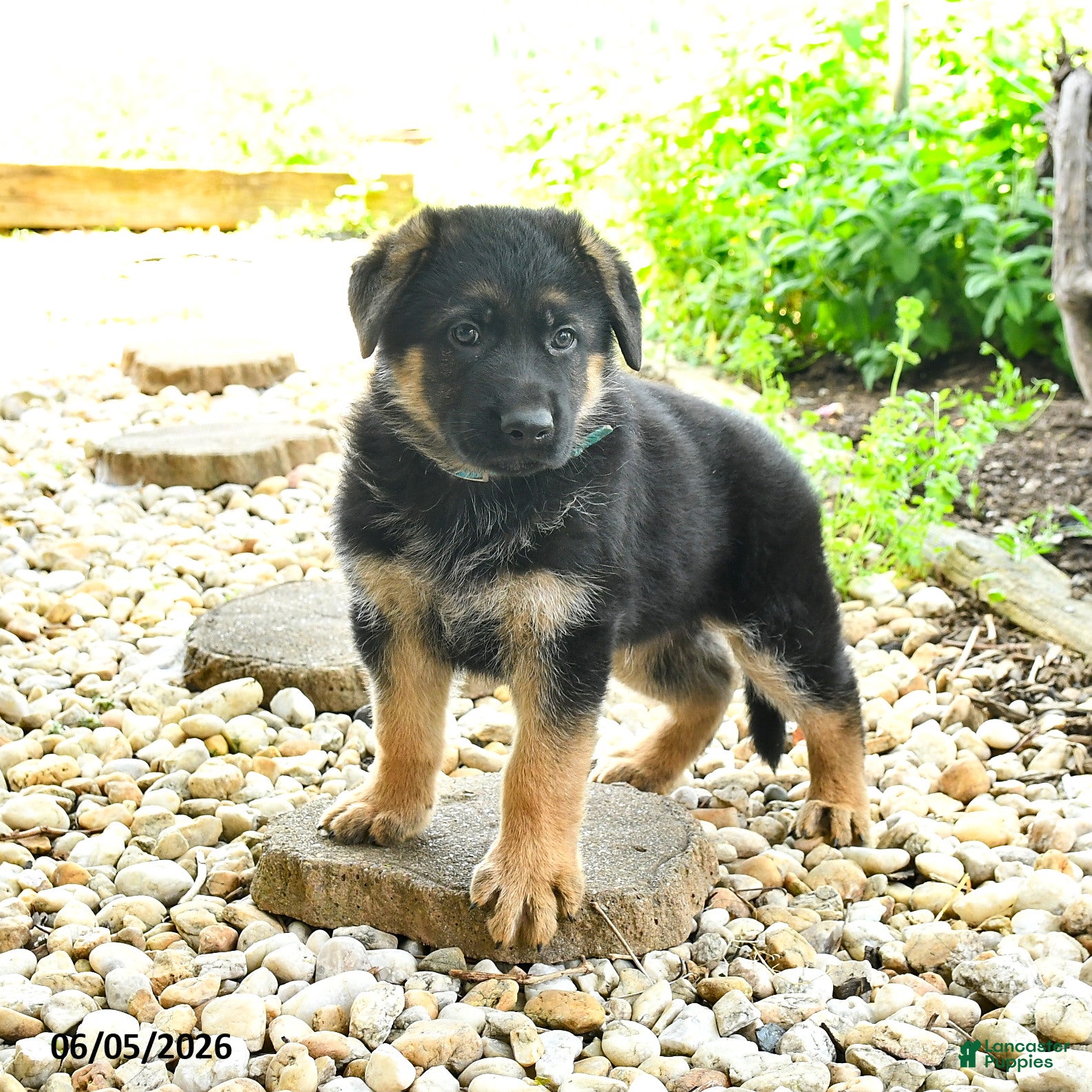 German Shepherd dogs for sale: Paddington - Ad 1