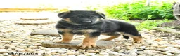 German Shepherd dogs for sale: Paddington - Ad 1