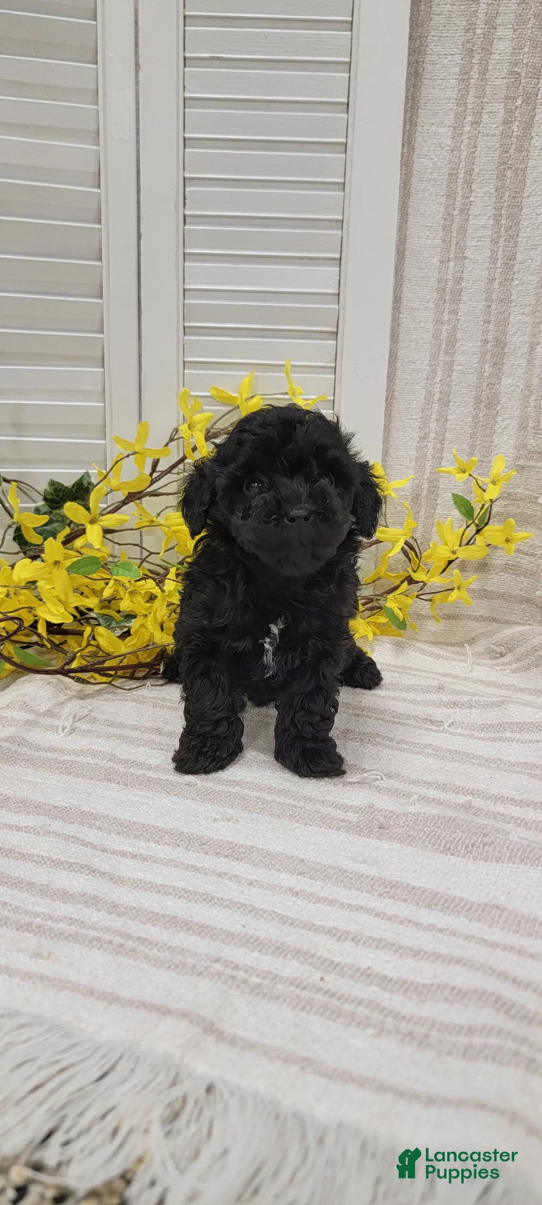 Toy Poodle dogs for sale: Robin - Ad 9