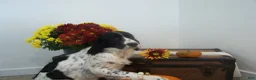 English Springer Spaniel dogs for sale: Beth - Ad 1
