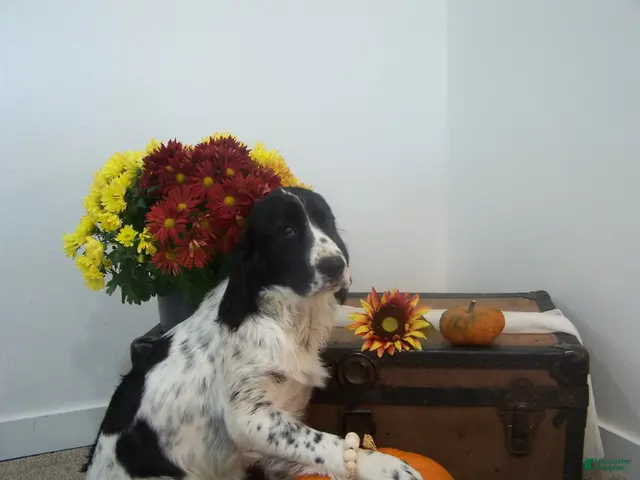 English Springer Spaniel dogs for sale: Beth - Ad 1