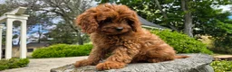 Cavapoo dogs for sale: Hope - Ad 7