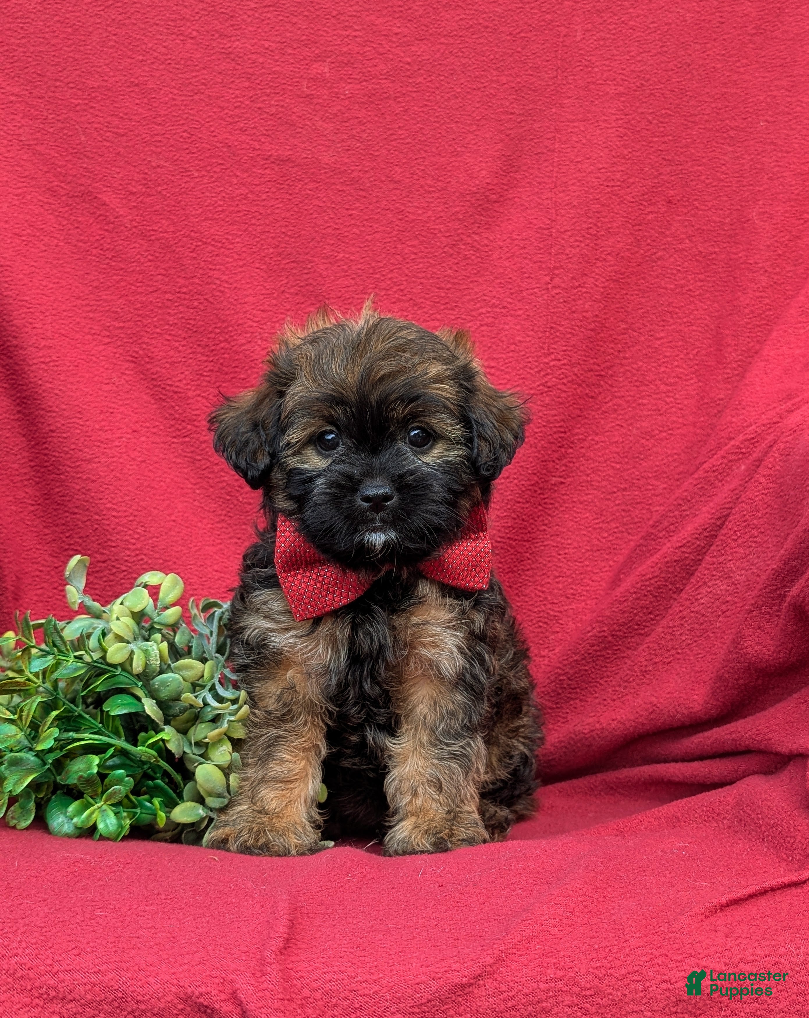 Shihpoo dogs Cole Hypoallergenic - Ad 2