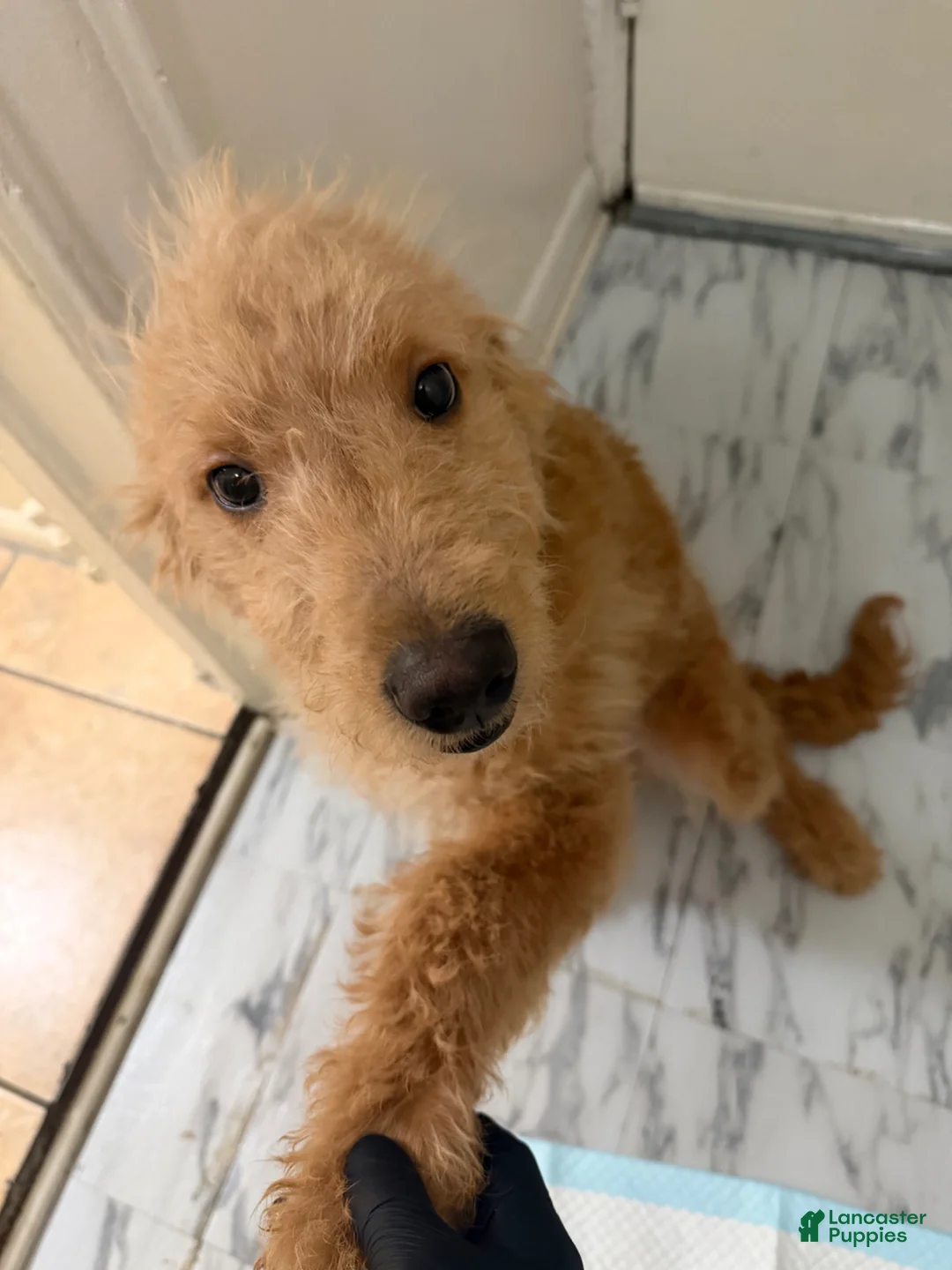 Mini Goldendoodle dogs for sale: Mini Goldendoodle Puppy 1 - Ad 2