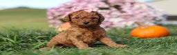 Cavapoo dogs for sale: Brooke - Ad 5