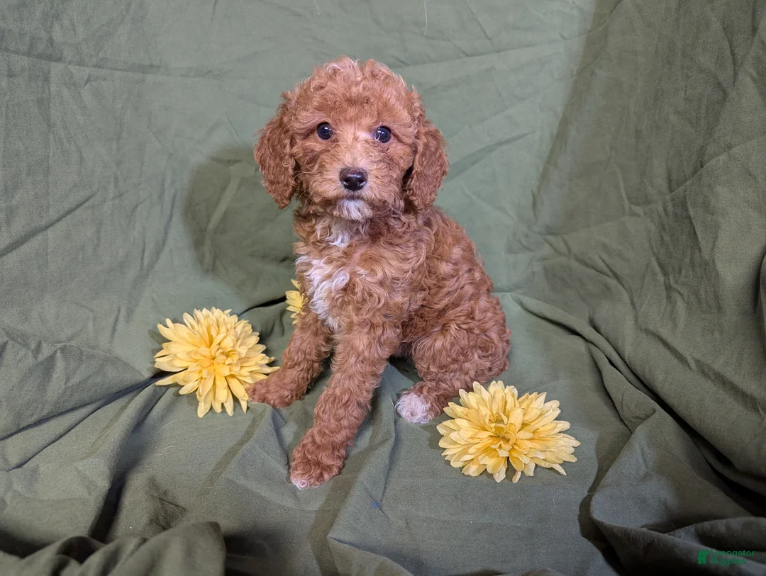 Mixed Breed dogs for sale: Pearl - Ad 3