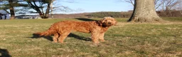 Goldendoodle dogs for sale: Rubble - Ad 10