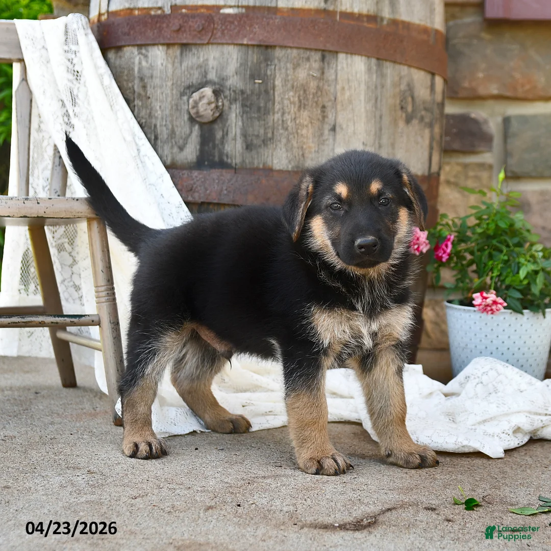 German Shepherd dogs for sale: Todd - Ad 1