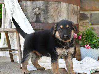 German Shepherd dogs for sale: Todd - Ad 1