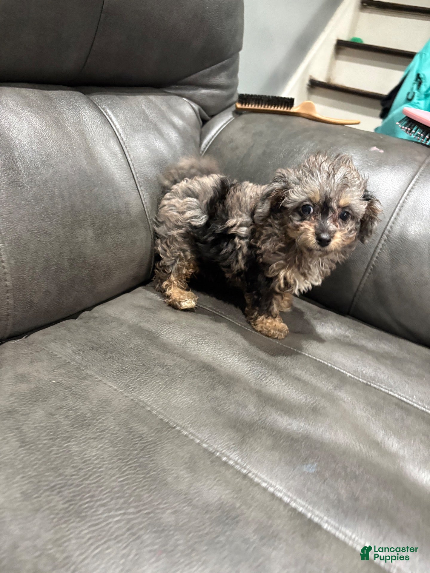 Toy Poodle dogs Toy Poodle 1 - Ad 1