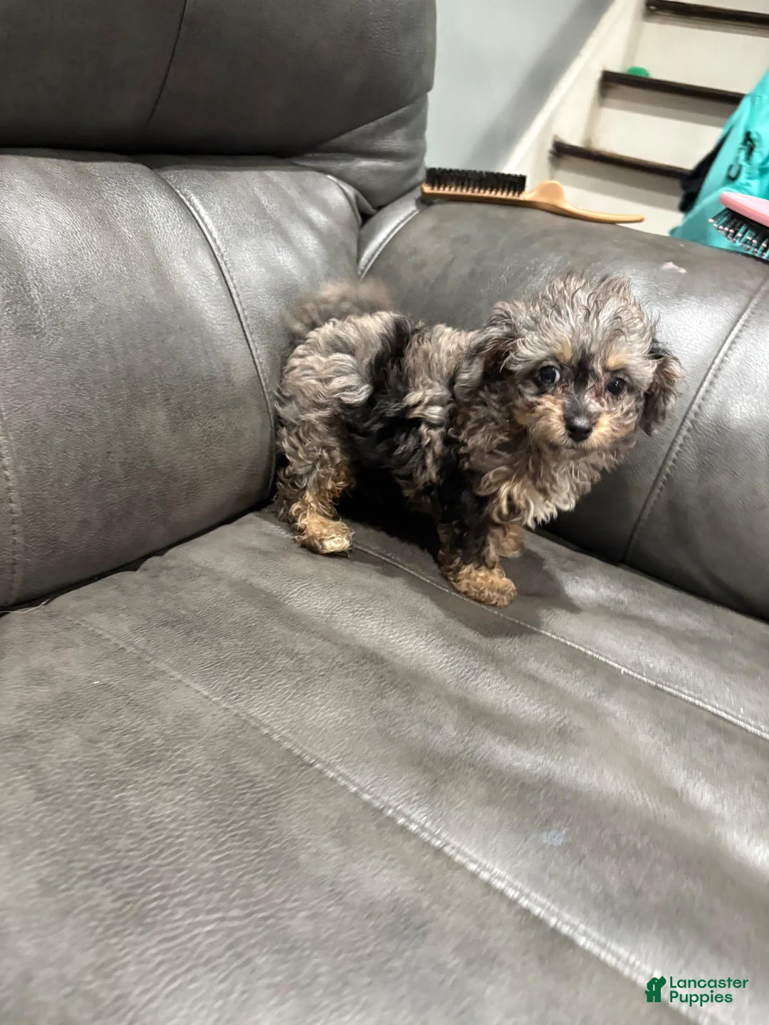 Toy Poodle dogs for sale: Toy Poodle 1 - Ad 1