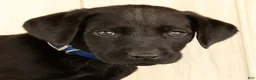 Labrador Retriever dogs for sale: Boomer - Ad 9