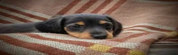 Miniature Dachshund dogs for sale: Autumn - Ad 4