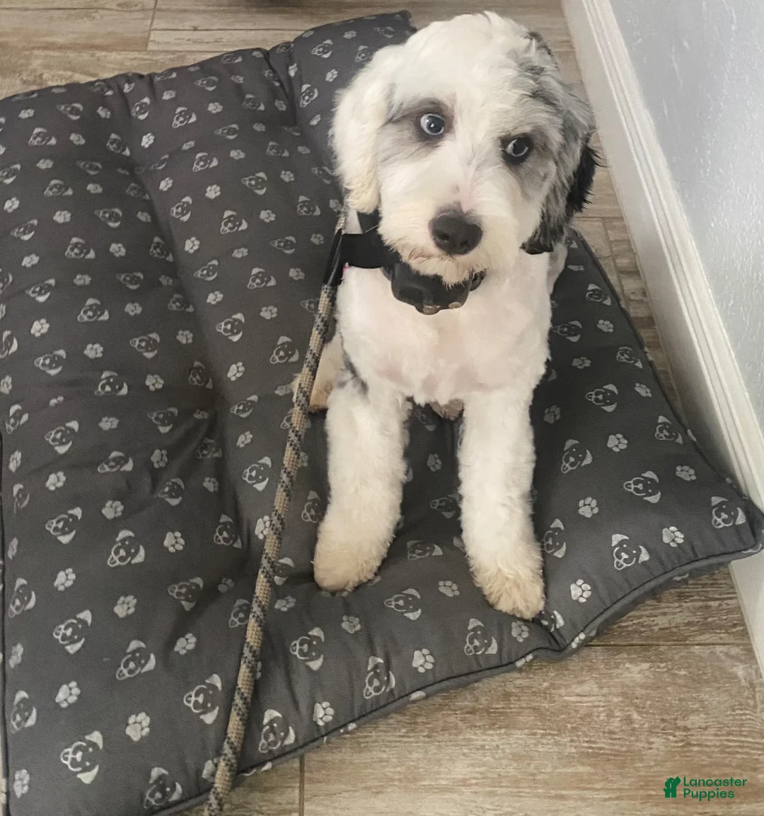 Bernedoodle dogs for sale: Bernedoodle Puppy 4 - Ad 2