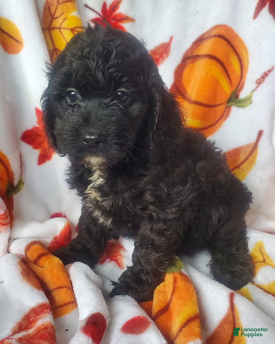 Cockapoo dogs for sale: Gina - Ad 6