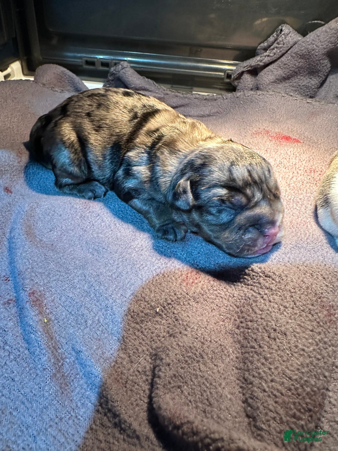 English Bulldog dogs for sale: Blue Fawn Merle Boy  - Ad 7