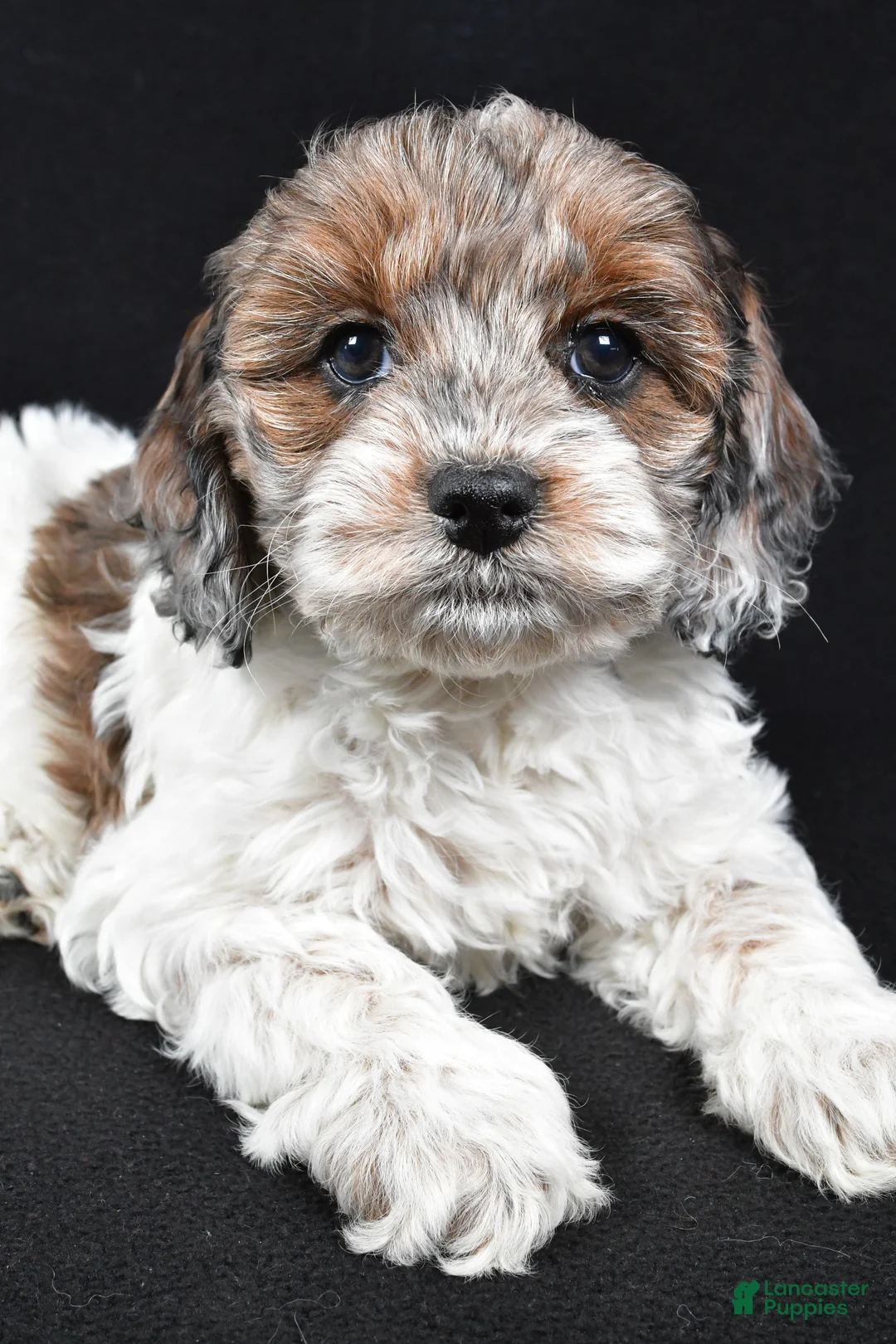 Cockapoo dogs for sale: Daisy - Ad 3