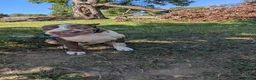 American Bully dogs for sale: Polaris - Ad 17