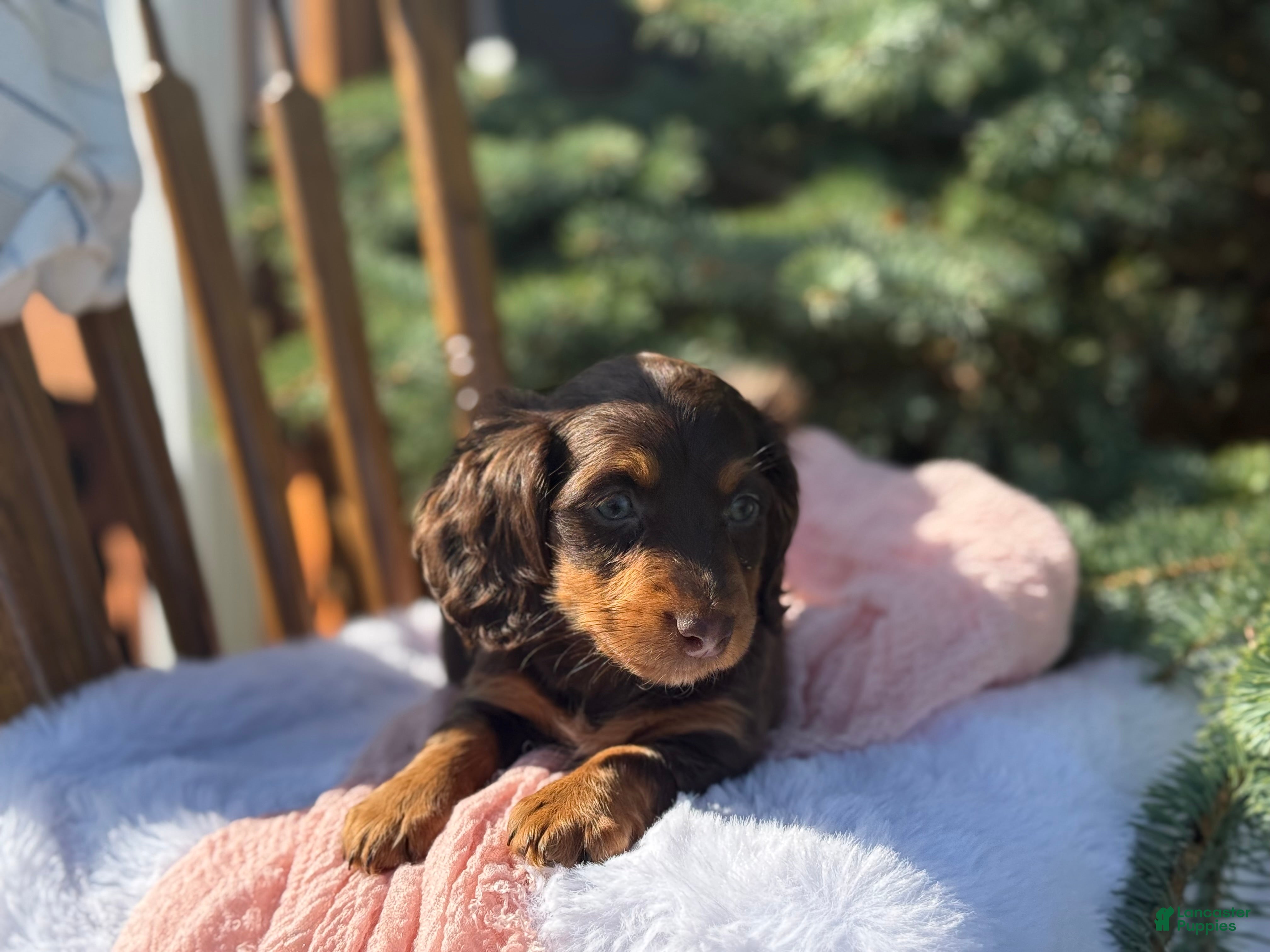 Miniature Dachshund dogs Gemma - Ad 2